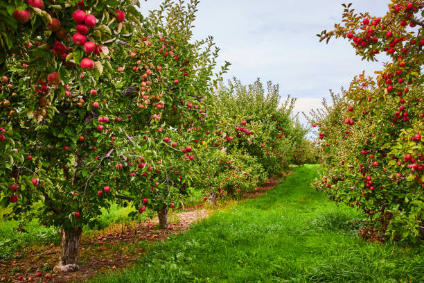 Apple tree orchard